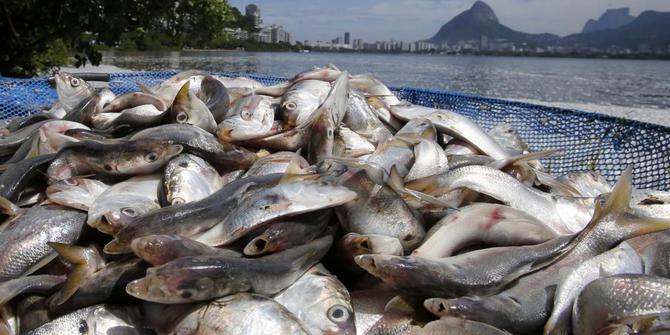 Ribuan ikan  di Riau mati diduga keracunan  limbah kelapa 