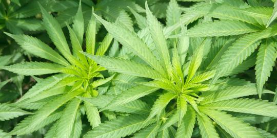 Bandar narkoba di Sukabumi, simpan ganja di kardus kipas angin