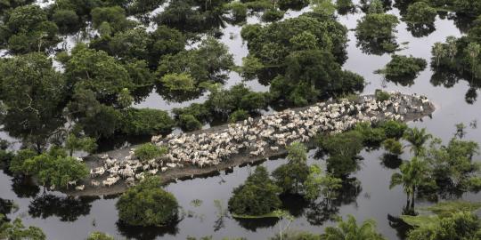 Pandangan udara ribuan ekor sapi di Bolivia terkepung banjir