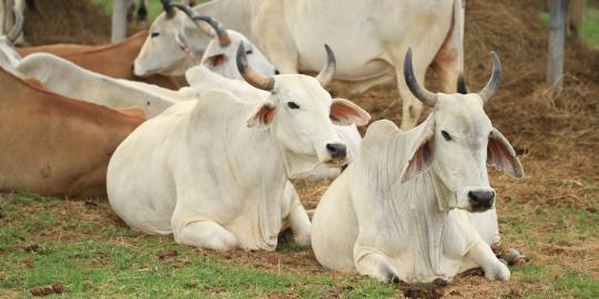 Hingga Lebaran, PT Berdikari potong 10.000 sapi impor Australia