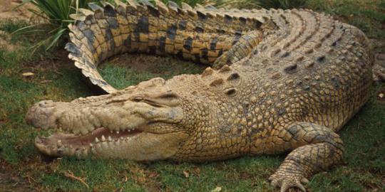 Buaya ternyata juga bisa panjat pohon tinggi