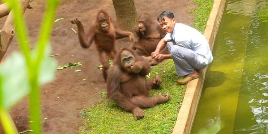 Ini cerita keisengan Atim, orangutan yang ditendang pawang