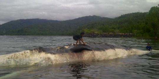 Paus berbobot 40 ton terdampar di pantai Tambala Minahasa