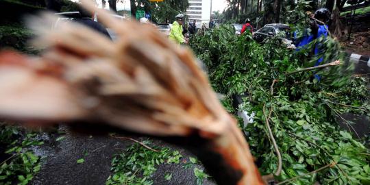 Hujan badai, puluhan pohon di Solo tumbang