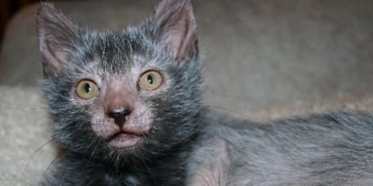 Lykoi, kucing ras baru berwajah mirip serigala