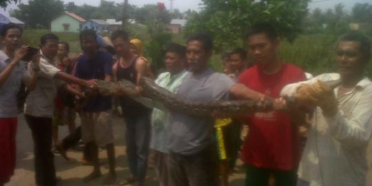 Warga Palembang tangkap ular piton sepanjang 4 meter di rawa