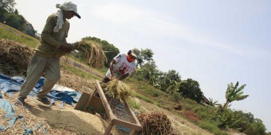 Atas nama petani, pemerintah janji tak impor beras tahun ini