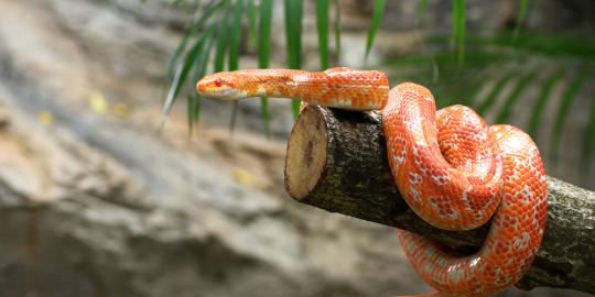 Obyek aneh berbentuk ular raksasa terlihat di Australia