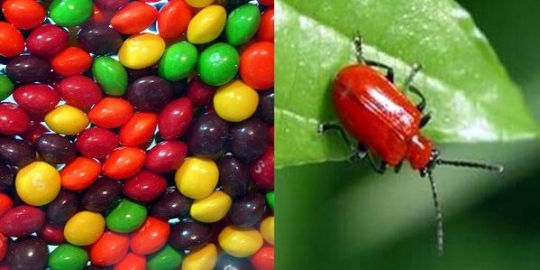 5 bahan menjijikkan yang terkandung dalam makanan