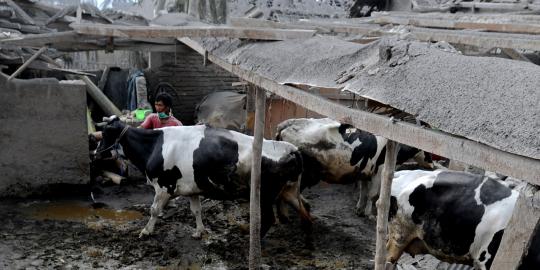 Erupsi Kelud bikin 30 ribu sapi stress