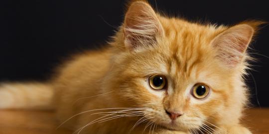 8 Hal yang perlu diperhatikan sebelum mengadopsi kucing