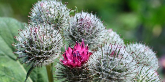 burdock
