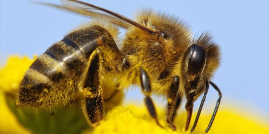 10 bahan dasar kosmetik aneh yang mulai populer di tahun ini