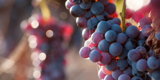 turunkan kolesterol dengan 5 buah-buahan ini!