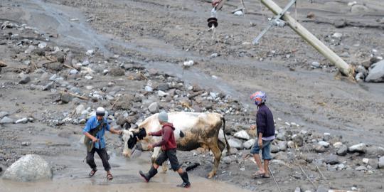 Evakuasi hewan ternak melintasi lahar dingin Gunung Kelud