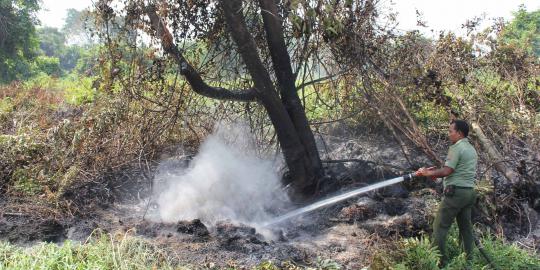 Kasus kebakaran hutan Riau, Walhi laporkan PT NSP ke polisi