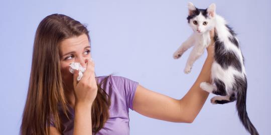 4 Langkah mudah hilangkan alergi terhadap kucing