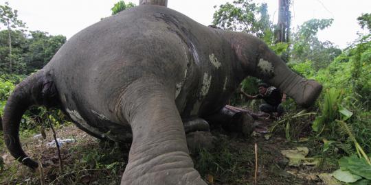 2 Tengkorak dari 7 gajah yang diracun diteliti Polres Pelalawan