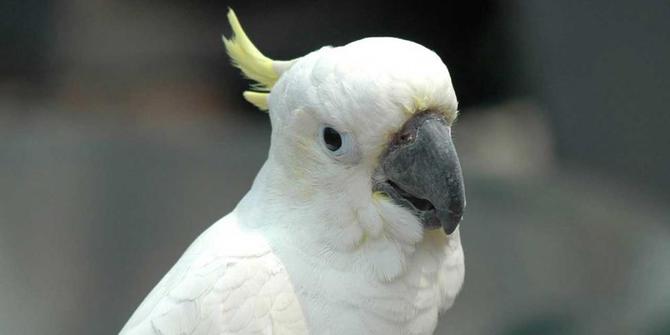 6 Alasan Kenapa Memelihara Burung Merdeka Com