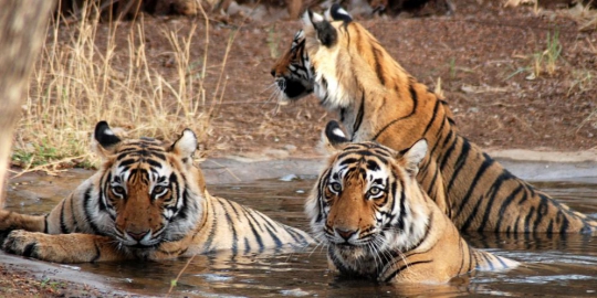 ranthambore rev1