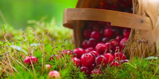 6 Manfaat menakjubkan buah cranberry untuk kesehatan