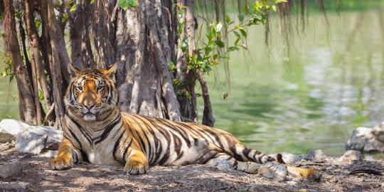 Harimau masuk permukiman karena kebakaran hutan, warga resah