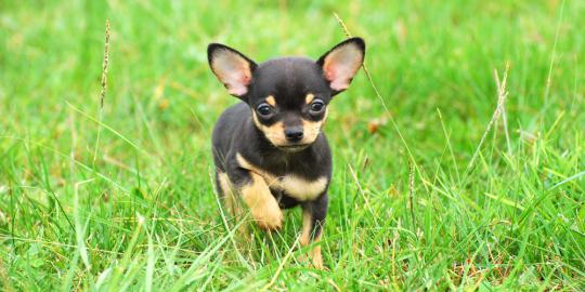 Populasi anjing Chihuahua 'meledak' di Arizona