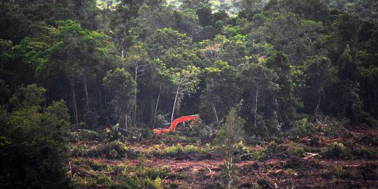 Sadisnya pembalakan hutan di Kalimantan demi kebun kelapa sawit