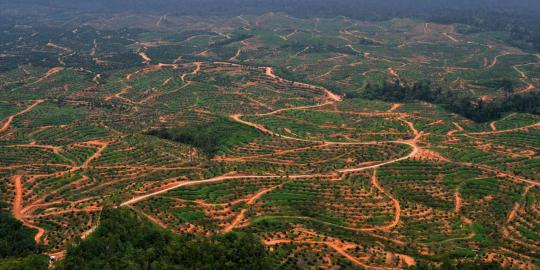 Pandangan udara Hutan Kalimantan yang semakin gundul