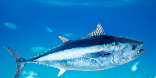 6 makanan ini ampuh redakan sakit kepala