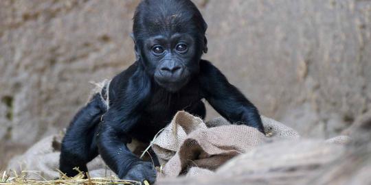 Tingkah lucu Yengo, bayi gorila di Kebun Binatang Leipzig