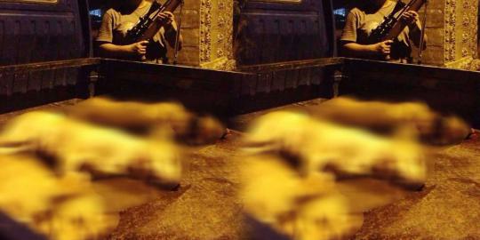 Usai Danang Bunuh Kucing Media Sosial Heboh Pemburu Anjing Liar Merdeka Com