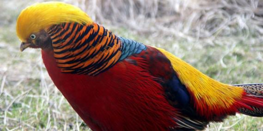 Inilah 7 Burung Tercantik Di Dunia Halaman 3 Merdeka Com