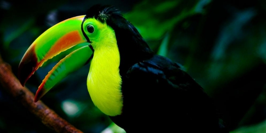 toucan