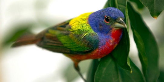 inilah 7 burung tercantik di dunia