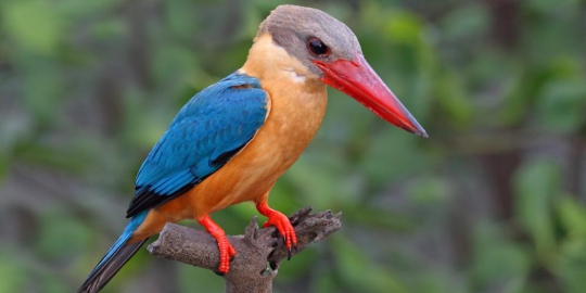 kingfisher