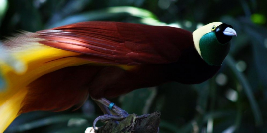 bird of paradise