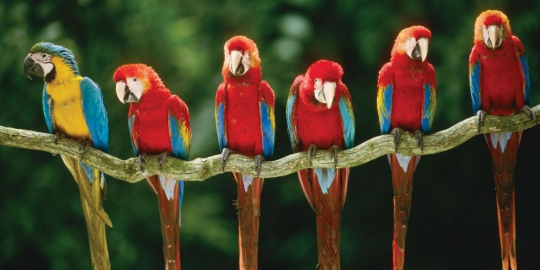 macaw