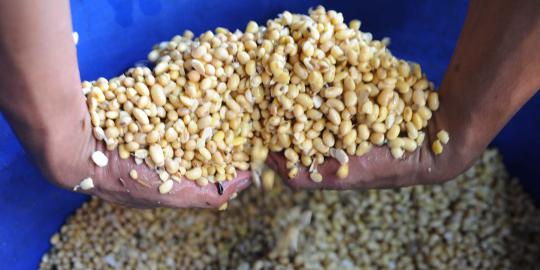 Harga murah ancam produksi jagung dan kedelai krisis