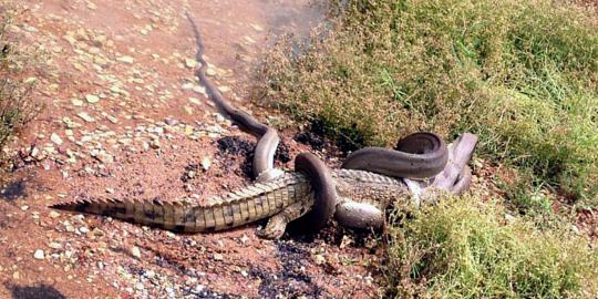 Pertarungan sengit Anaconda dan buaya di Australia