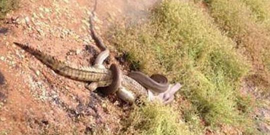 Ular telan buaya di Australia