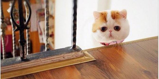 Si kucing mata bulat yang jadi selebriti internet di China | merdeka.com