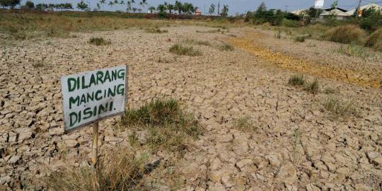 Sawah puso 43 ribu hektar, pemerintah berpotensi impor beras