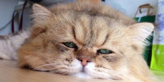 5 kucing imut yang jadi selebriti internet