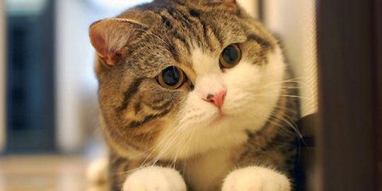 5 kucing imut yang jadi selebriti internet