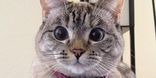 5 kucing imut yang jadi selebriti internet