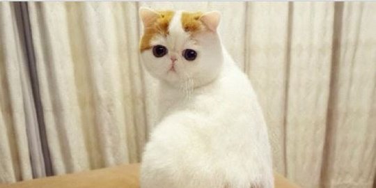 5 kucing imut yang jadi selebriti internet