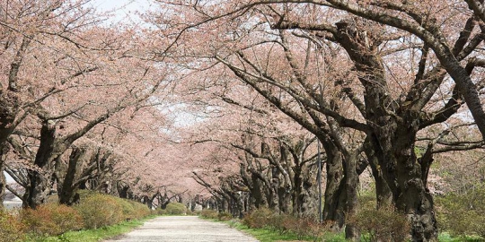 sakura kitakami tenshochi jepang