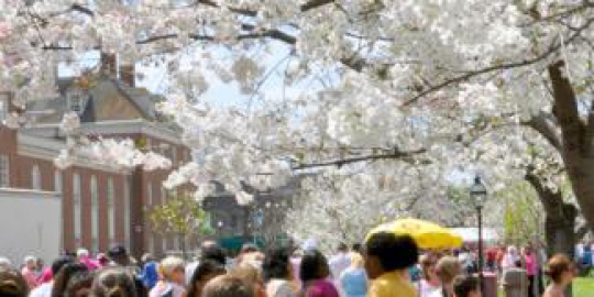 cherry blossom festival amerika serikat