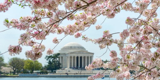 blossom festival amerika serikat